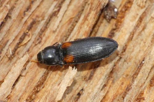 Calambus bipustulatus